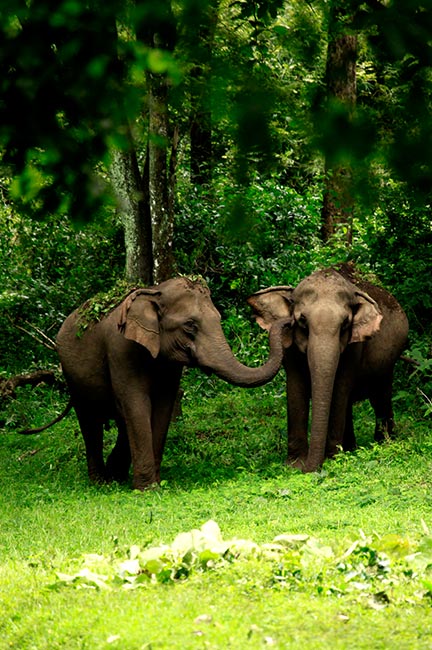 ওয়াইল্ড লাইফ